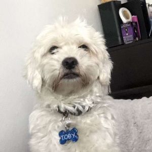 Meet your Posher, Ivan